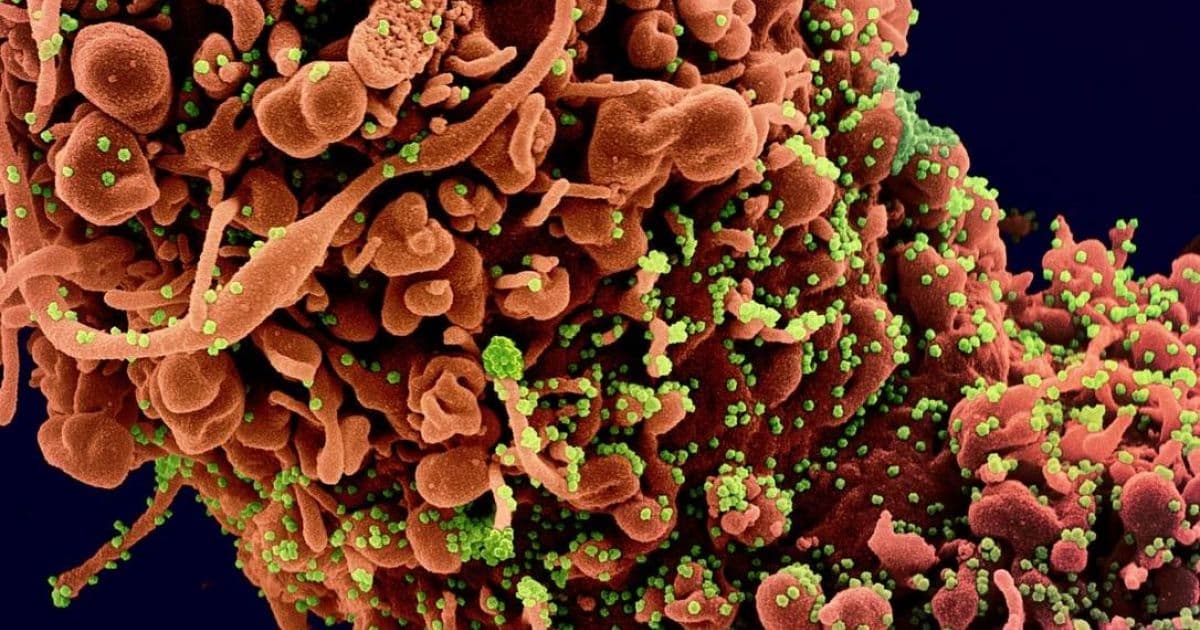 Terapia de anticorpos contra o coronavírus inicia testes entre junho e setembro
