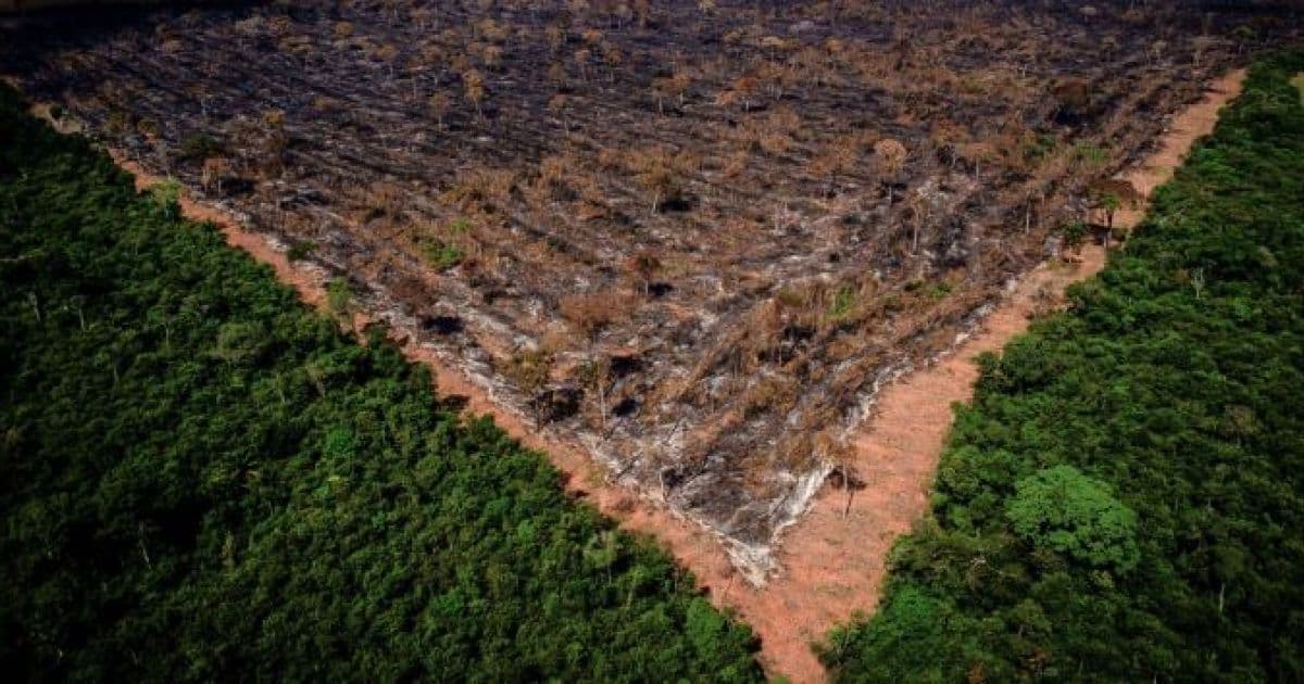 Relatório indica que 99% do desmatamento que ocorreu no Brasil em 2019 foi ilegal