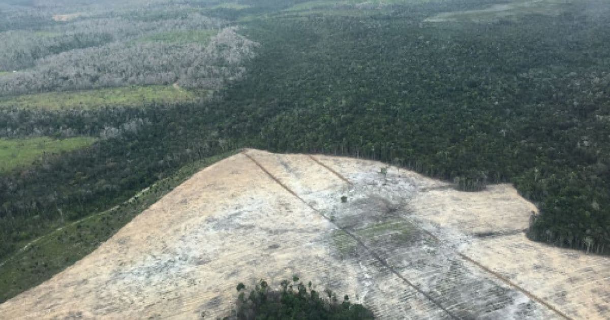 Bahia é vice-campeã de desmatamento da Mata Atlântica, aponta relatório