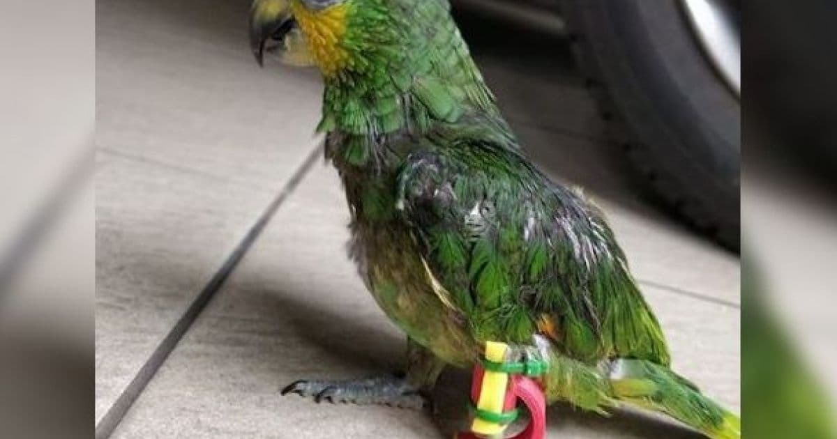 Papagaio ganha prótese em 3D após problema na pata