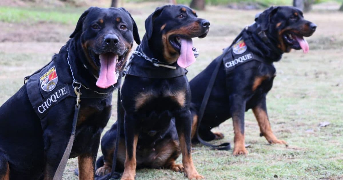 Trio de Rottweilers é treinado para entrar para Batalhão de Choque