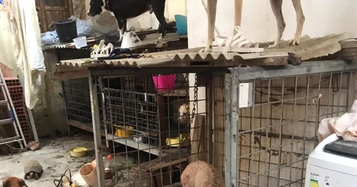 Falsa veterinária é presa em flagrante por maus-tratos a cães e gatos em Salvador