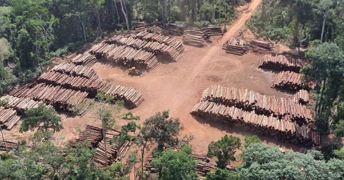 Na Amazônia, PF realiza maior apreensão de toras de madeira da história do Brasil