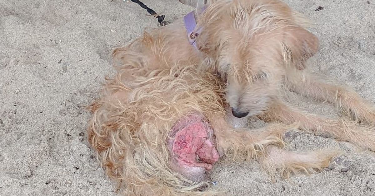 PM-BA resgata cão com órgão genital cortado; animal foi amarrado e abandonado na praia