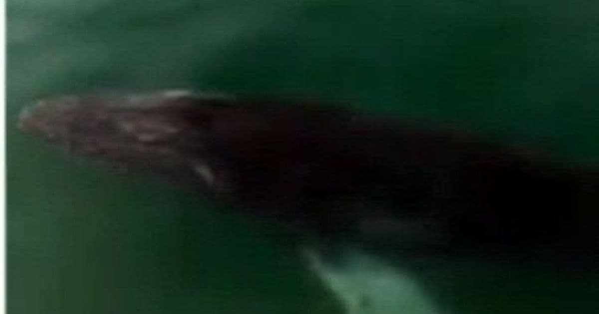 Filhote de baleia jubarte é flagrado por navegantes em mar do Comércio, em Salvador