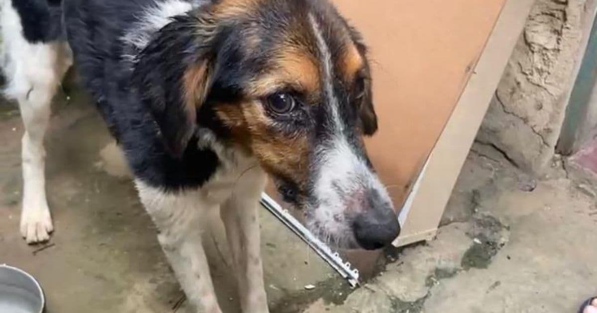 Polícia resgata cadela em Itacaranha; animal sofria maus-tratos e dormia debaixo de chuva