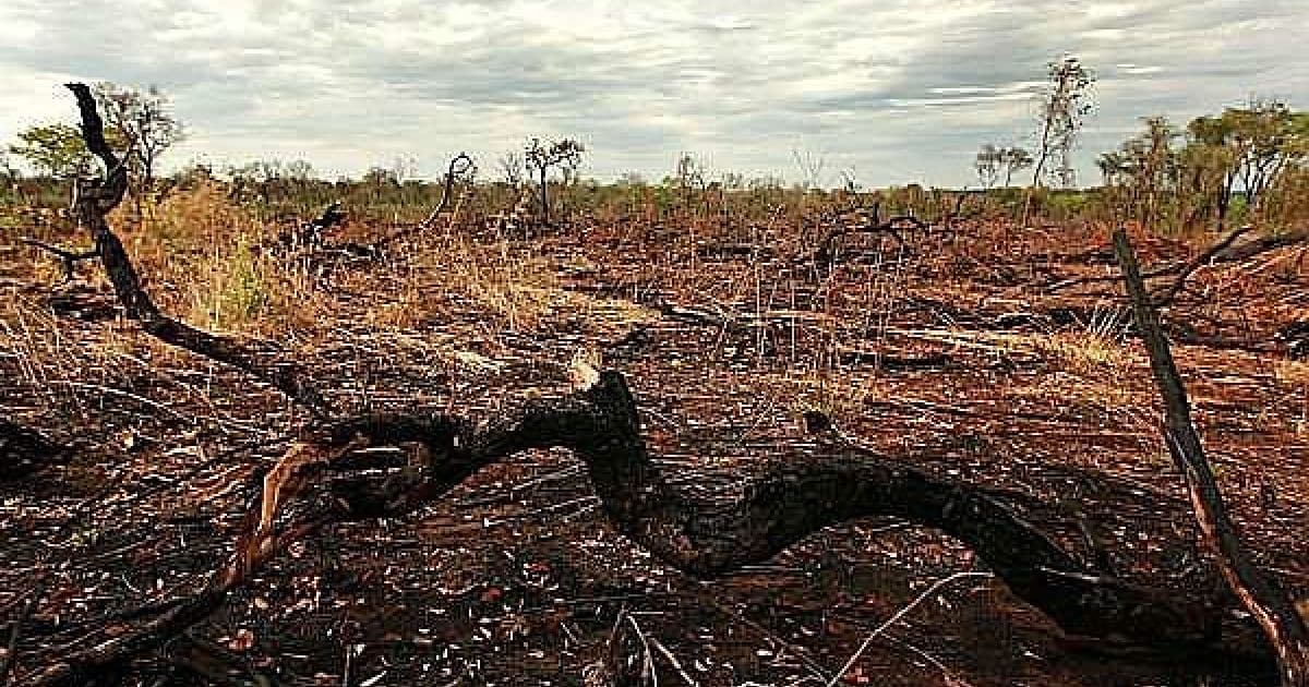 Brasil ficará sem referências sobre dados de desmatamento no Cerrado, diz Inpe