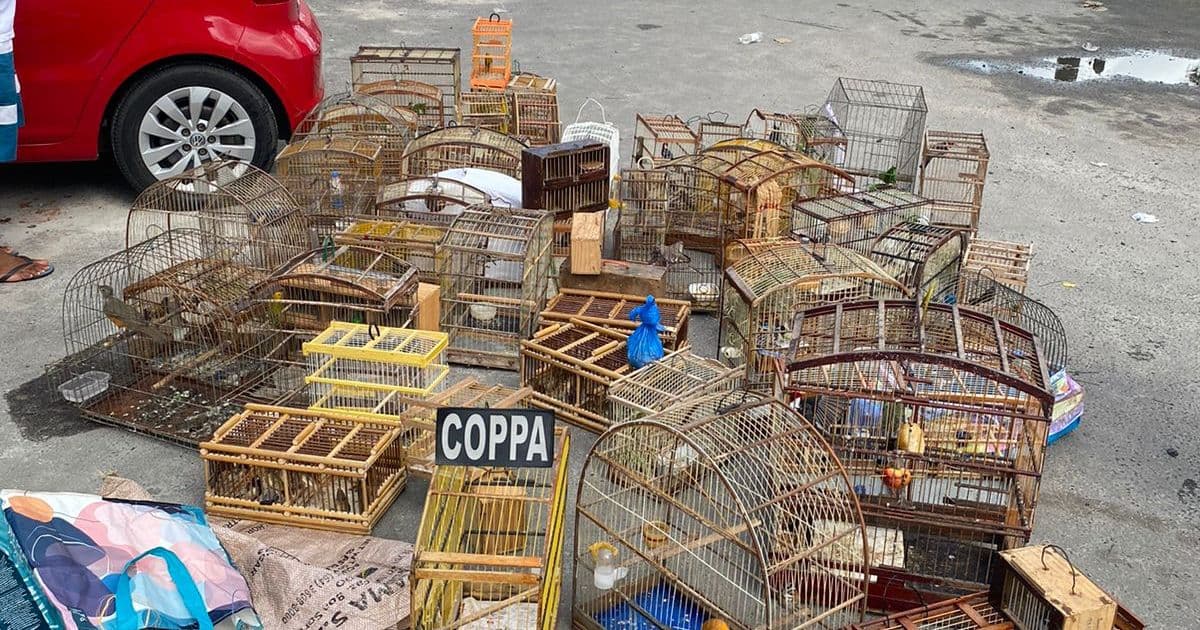 PM realiza operação de combate ao tráfico e comércio de animais silvestres em Paripe
