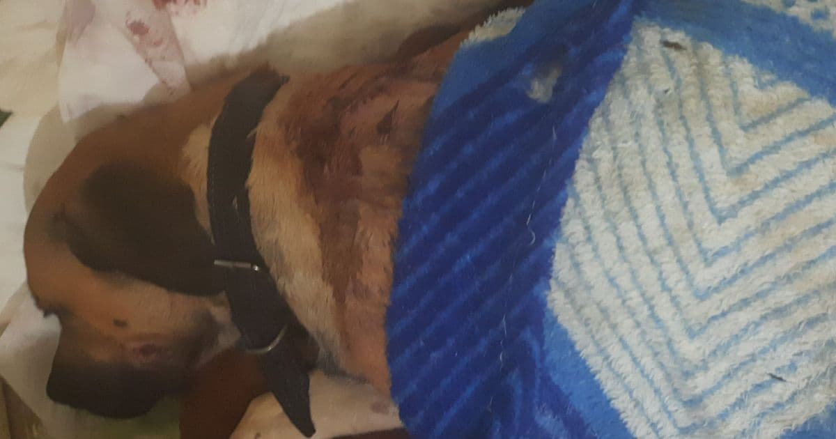 Homem ataca cachorro com facão em Ibititá e dona denuncia ação: 'Um milagre'