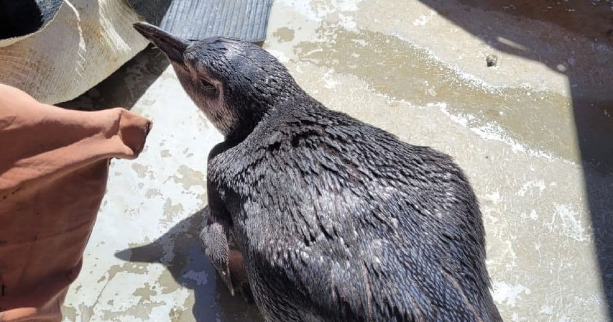 Terceiro pinguim é resgatado em Salvador em menos de um mês