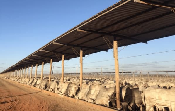 Bahia abriga o maior confinamento bovino do nordeste, aponta Aiba