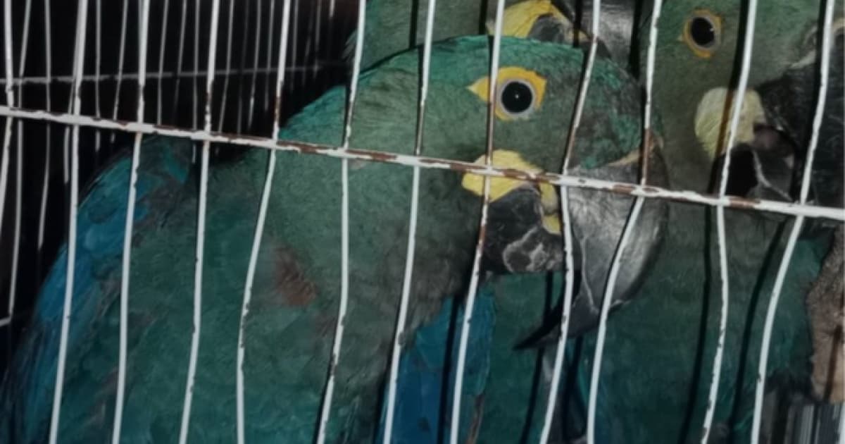 PF deflagra operação de combate ao tráfico de animais ameaçados de extinção em Salvador