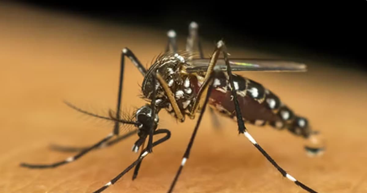  Quatro novas mortes por dengue são confirmadas na Bahia; número subiu para 27