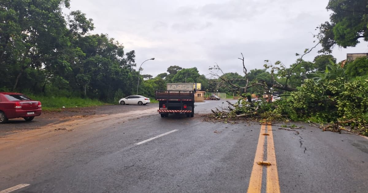 Queda de árvore interdita pista em trecho da Estrada do Derba, em Salvador