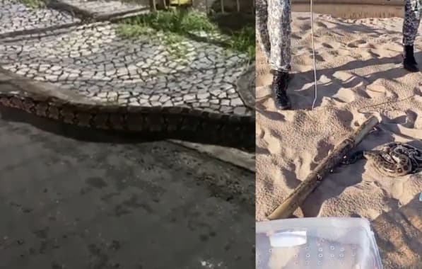 VÍDEO: Duas cobras são encontradas e resgatadas em Salvador no mesmo dia