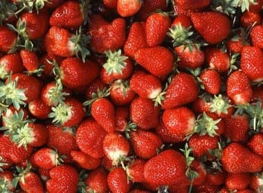  Comer morangos ajuda a reduzir colesterol, sugere pesquisa