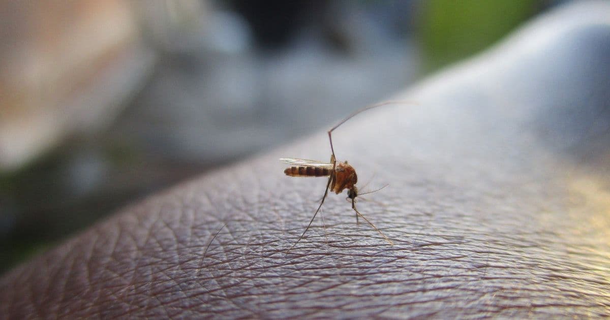 Pandemia da Covid-19 exige atenção redobrada para prevenir a dengue 