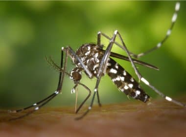Secretaria de saúde de Salvador refuta surto de chikungunya na capital baiana