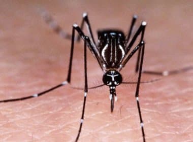França registra quatro casos de chikungunya no sul do país