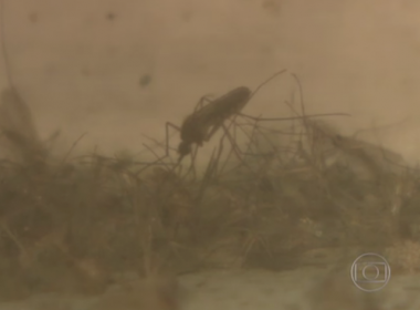 Aedes aegypti evolui geneticamente e resiste a temperaturas mais baixas, mostra pesquisa