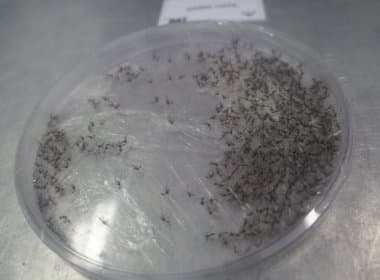 Sesab pretende ampliar projeto de mosquitos Aedes aegypti modificados geneticamente