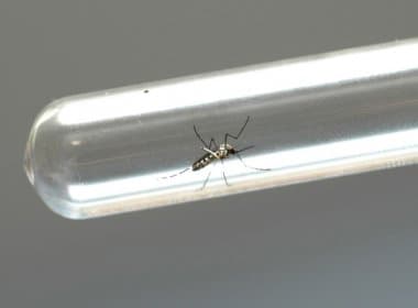 Califórnia solta 640 mil &#039;Aedes aegypti&#039; transgênicos para evitar zika