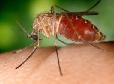 Pesquisadora apresenta evidências de que muriçoca também pode transmitir Zika