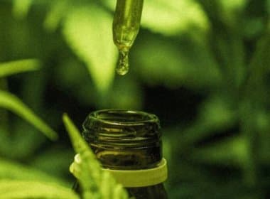 Província da Argentina autoriza uso do óleo da maconha para tratamento de epilepsia 