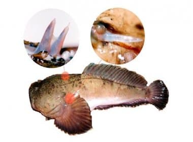 Peixe peçonhento tem ação potencial no combate à esclerose múltipla