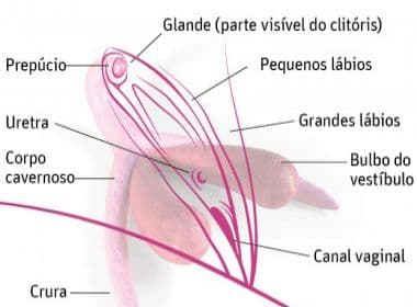 Clitóris 3D é utilizado para explicar anatomia em escolas