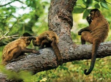 Salvador confirma morte de macacos por febre amarela em Vila Laura, Itaigara e Paripe