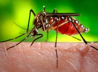 SMS confirma surto de chikungunya em três bairros do Subúrbio de Salvador