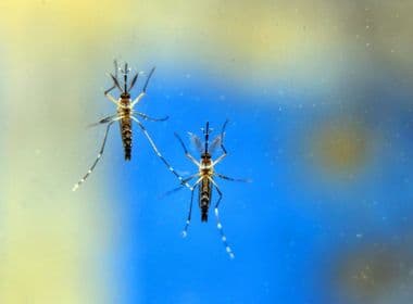 Aumento na infestação do Aedes aegypti acende alerta para doenças como a febre amarela