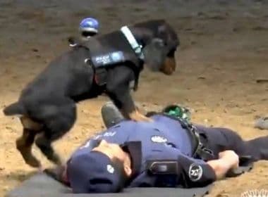 Polícia de Madri ensina cachorro a fazer massagem cardíaca; veja vídeo