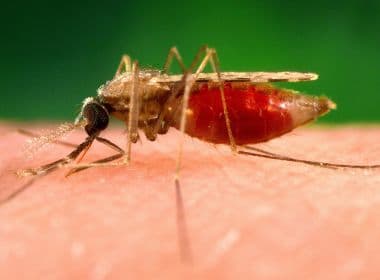 Espírito Santo registra surto de malária com mais de 100 casos e uma morte pela doença