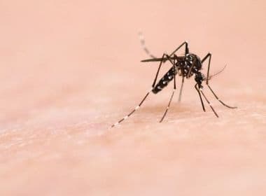 Salvador recebe 20ª edição de congresso que discutirá arboviroses como a Zika