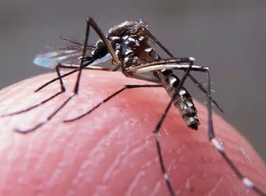 Bahia tem 255 cidades em alerta ou risco de surto de dengue, zika e chikungunya