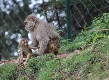 Estudo indica resultados positivos de vacina contra HIV após testes em macacos
