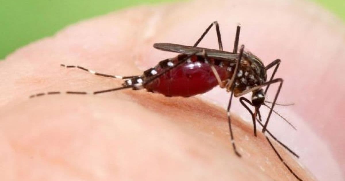 Bahia registra 55 municípios em alerta para a dengue; veja lista