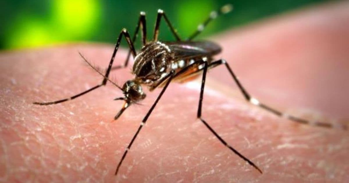 Mais de 50 cidades baianas estão em alerta com a dengue; Feira lidera casos