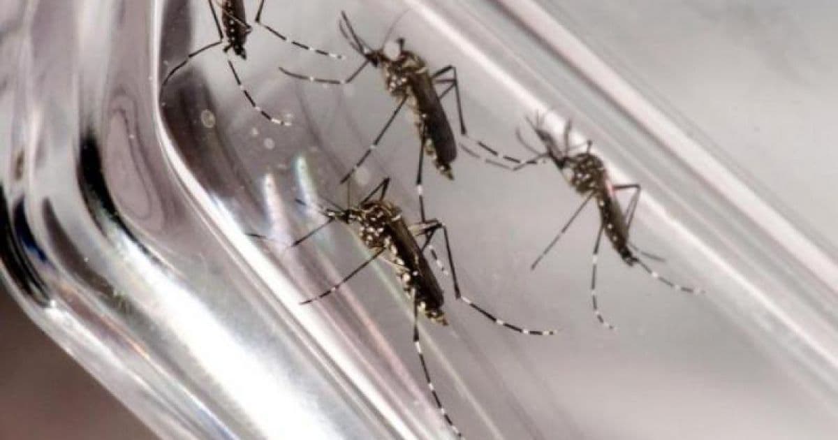 Cidades de SP adiam aulas e cancelam Carnaval por causa da dengue tipo 2