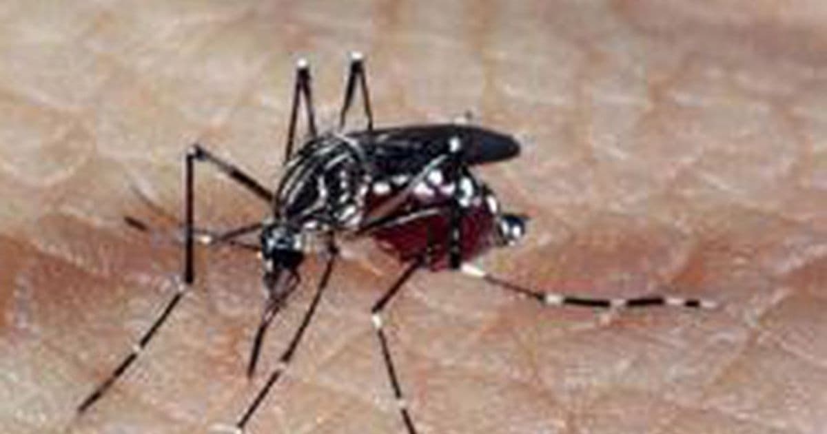 Estudo revela que infecção por vírus da dengue pode ser fator contra zika
