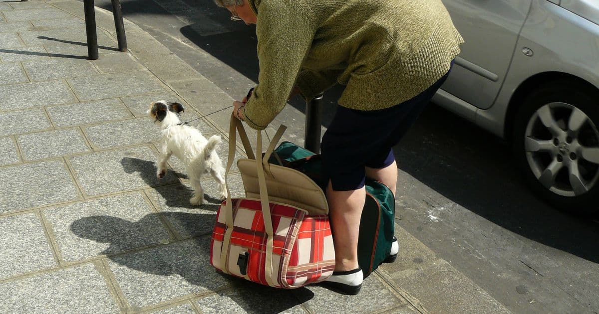 Estudo mostra aumento de casos de fratura em idosos que saem a passeio com cães