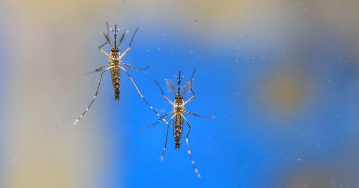 Casos de dengue crescem 224% em 2019, aponta Ministério da Saúde