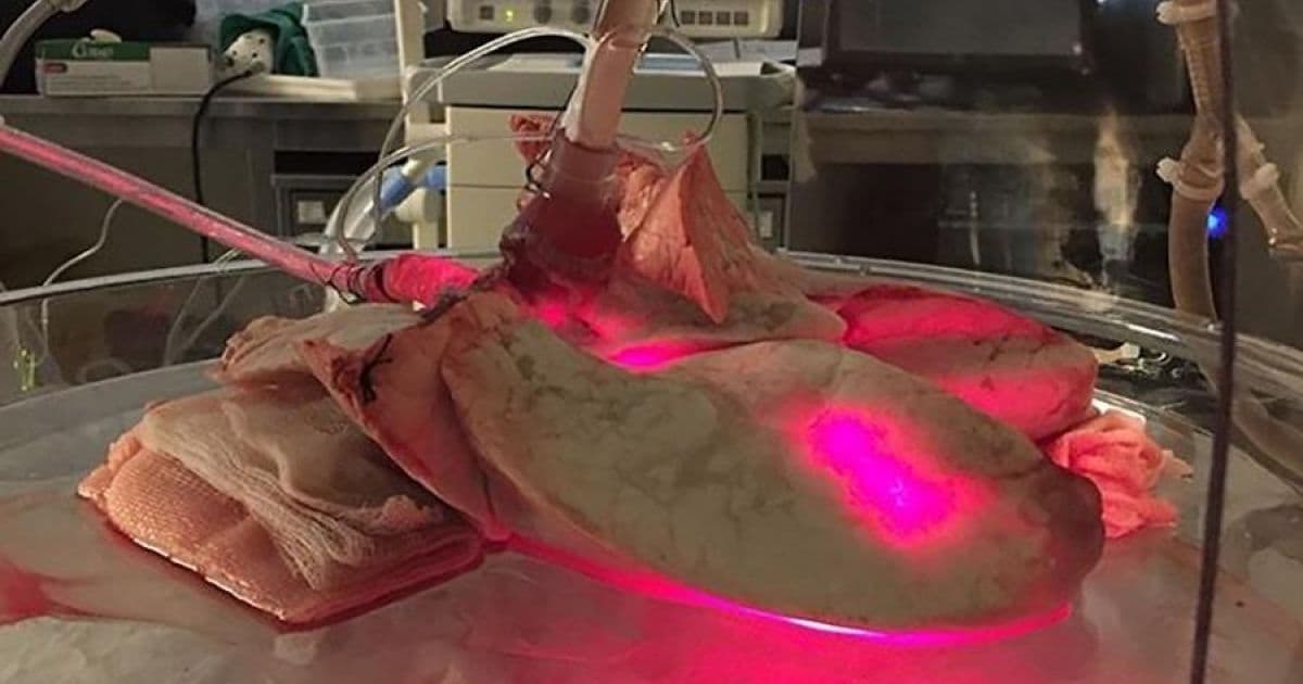 Pesquisadores brasileiros descobrem que radiação ultravioleta pode descontaminar órgãos