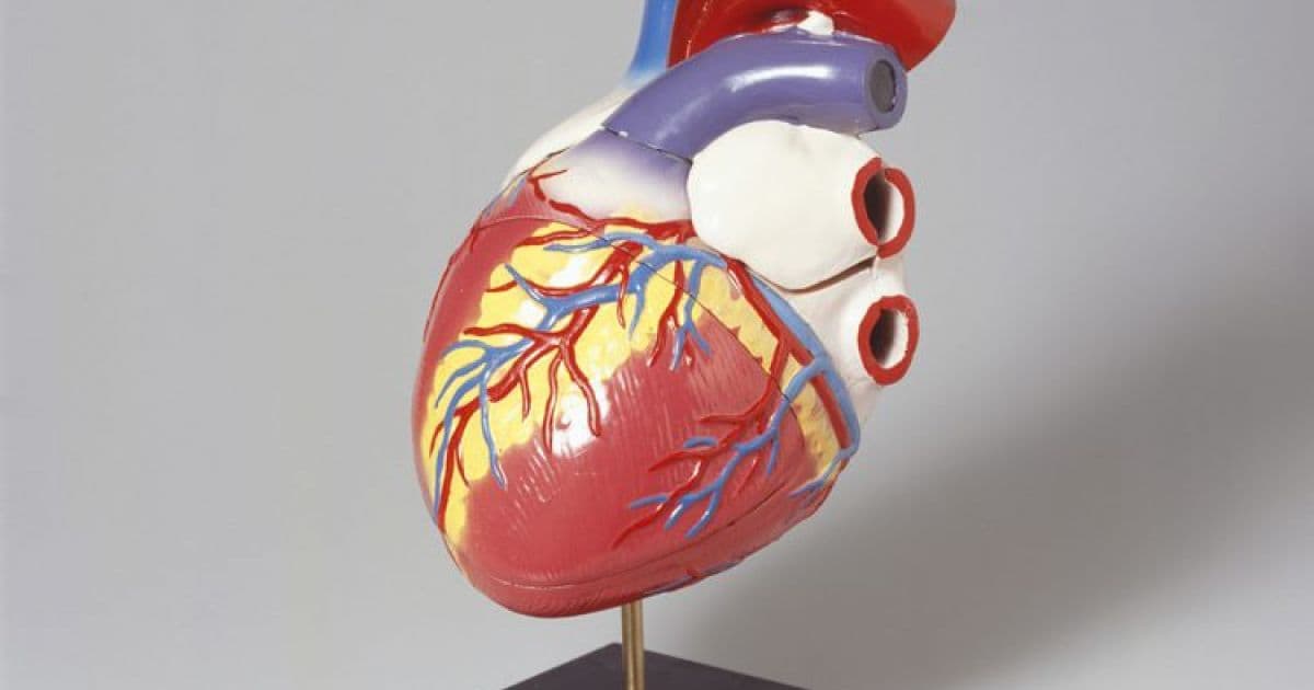 Coração é impresso em uma impressora 3D a partir de tecidos humanos