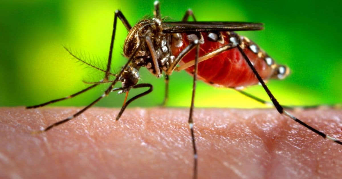 Casos suspeitos de dengue na Bahia crescem 460% nos cinco primeiros meses de 2019