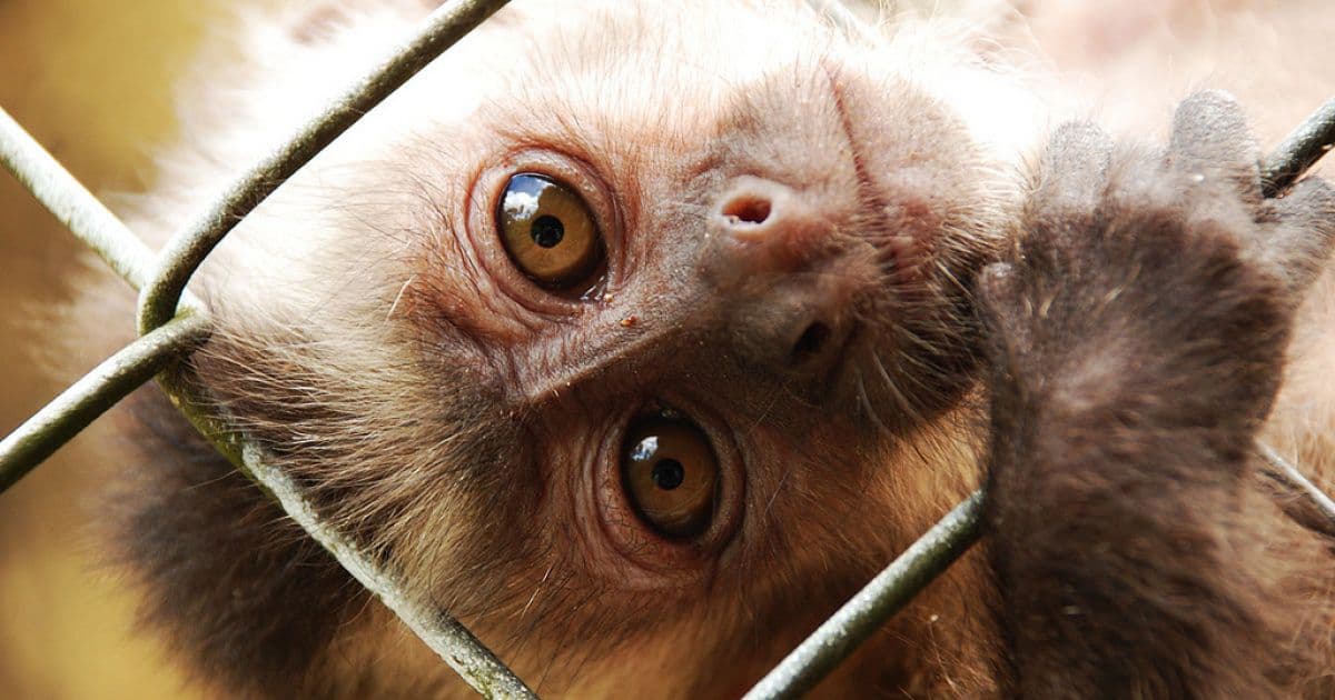 Cientistas editam genoma e provocam autismo em macacos para estudar novos tratamentos