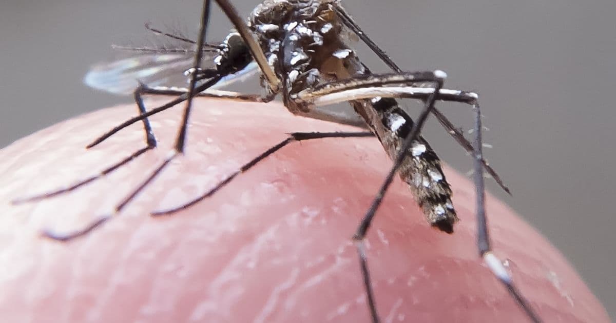 Número de mortes por dengue no país em 2019 já é o dobro do registrado em 2018