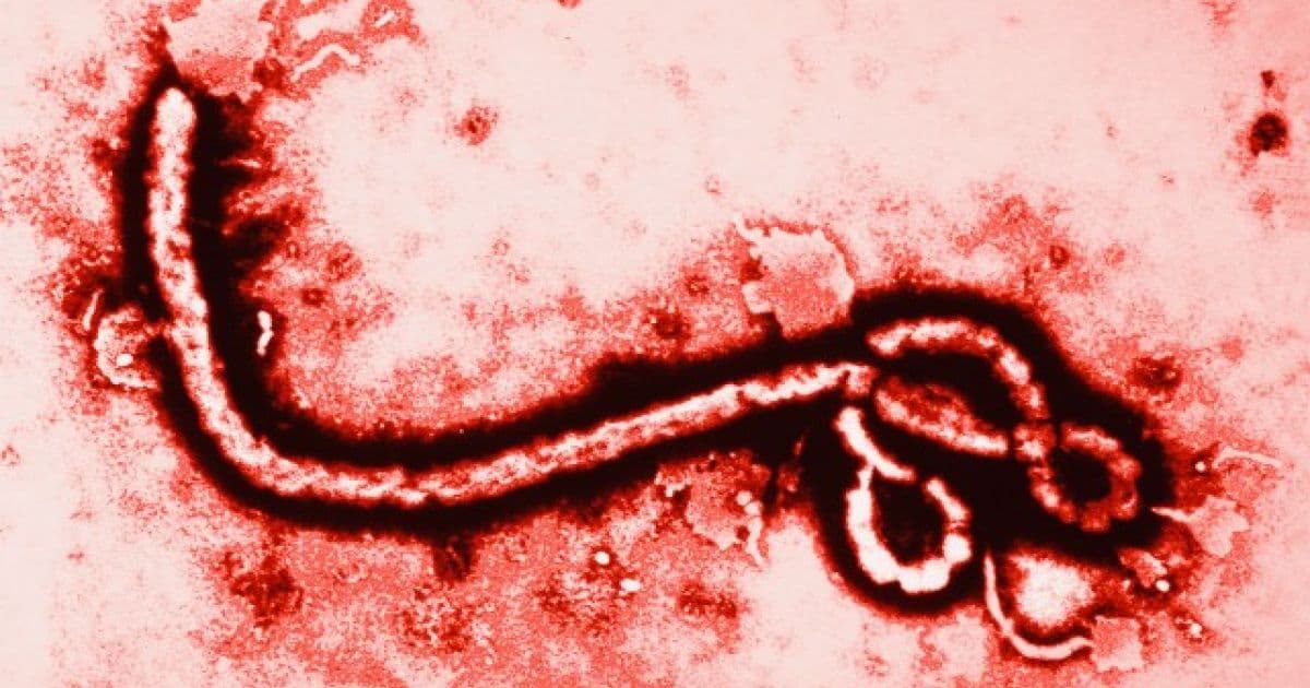 Surto de ebola no Congo é declarado como emergência internacional pela OMS